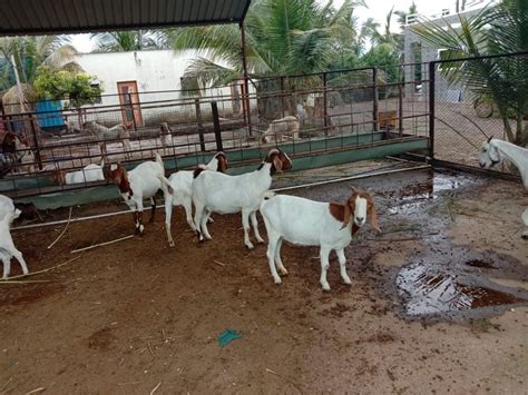 Male White Boer Goat 10 Years 25 70 Kg At Rs 800kg In Pune Id