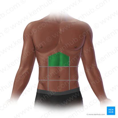 Epigastric region: Anatomy and contents | Kenhub