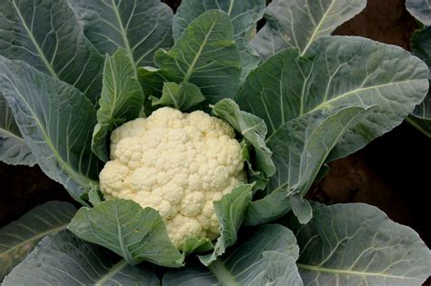 Snowball Cauliflower Seeds Heirloom Hometown Seeds