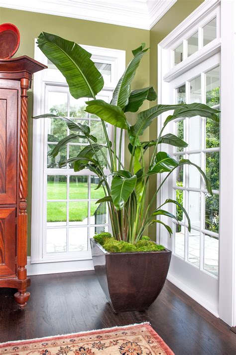 47 Indoor house plant ideas | plants, indoor plants, indoor garden