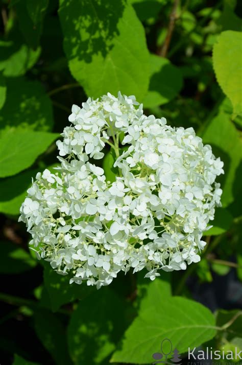 Hydrangea Arborescens Sheep Cloud Hortensja Krzewiasta