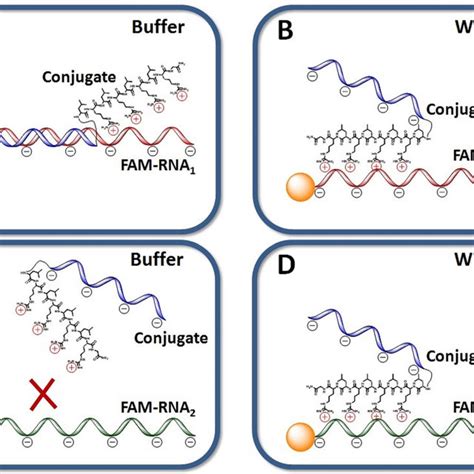 Catalytic Mechanism Of Rnase H A Diagram Of Rna Hydrolysis Catalyzed