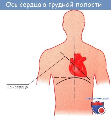 анатомия человека сердце расположение