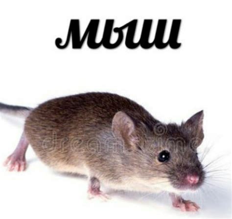 Пин на доске Мемы в 2024 г | Мемы, Рабочие мемы