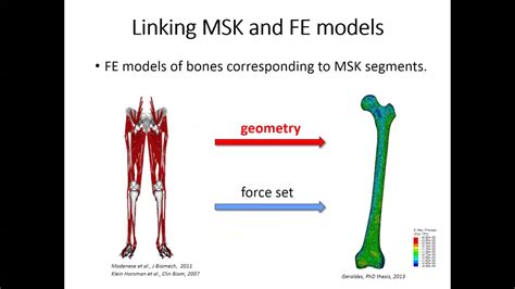 Webinar Interfacing Musculoskeletal Finite Element Models To Study