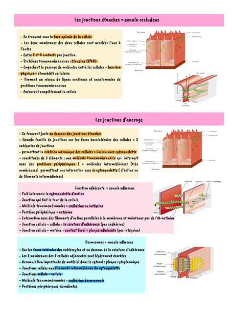 Fiches chapitre 4 fiche de révision Biologie Cellulaire 1 Studocu