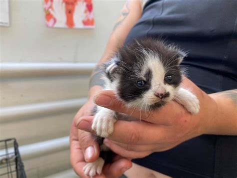 Nowe Psy I Koty Do Adopcji Te Zwierz Ta Czekaj Na Dom W Schronisku