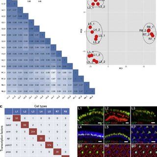 Matching Of Cognate Dpr And DIP Expression In Synaptic Partners A E