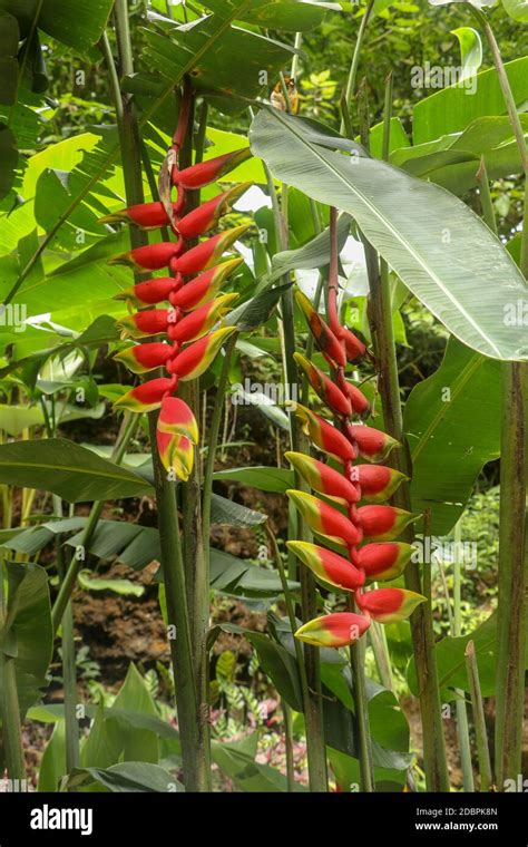 Primer Plano De Heliconia Rostrata Flores De Color Amarillo Y Rojo