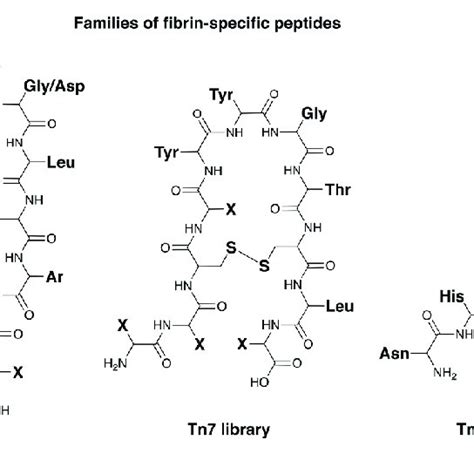 Pdf Peptide Based Fibrin Targeting Probes For Thrombus Imaging