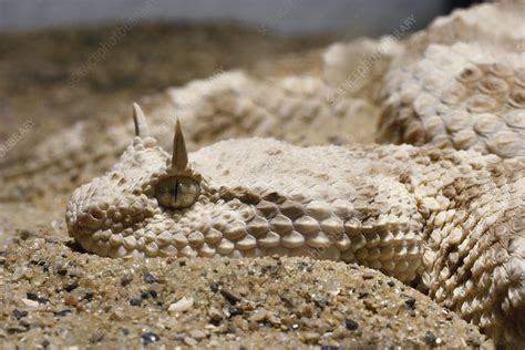 Desert Horned Viper - Stock Image - F031/6742 - Science Photo Library