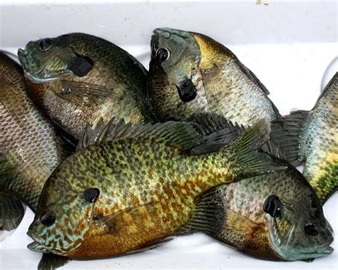 panfish tasty gems  george hedgepeth michigan panfish