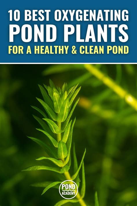 10 Best Oxygenating Pond Plants For A Healthy Pond In 2024 Pond Plants Natural Pond Pond