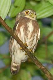 Least Pygmy Owl - Glaucidium minutissimum