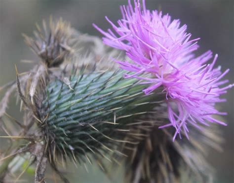 Free Picture Thistle Macro Flower Flora Sharp Nature Wildflower