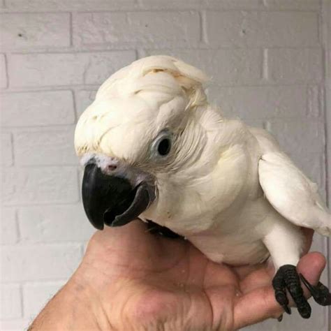 Sulphur Crested Cockatoo Baby Worldwide Exotic Parrots Farm