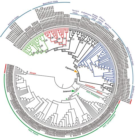 Scielo Brasil Molecular Characterization Of The 5s Rdna Non Transcribed Spacer And