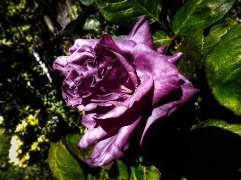 Dark Rose by DaveJones-Photograpy on DeviantArt