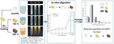 Protein Aggregation Impacts In Vitro Protein Digestibility Peptide