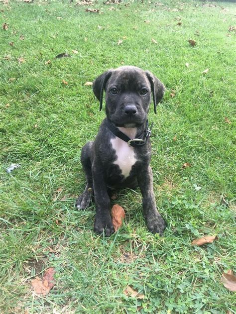 cane corso great dane mix | cane corso great dane mix puppies