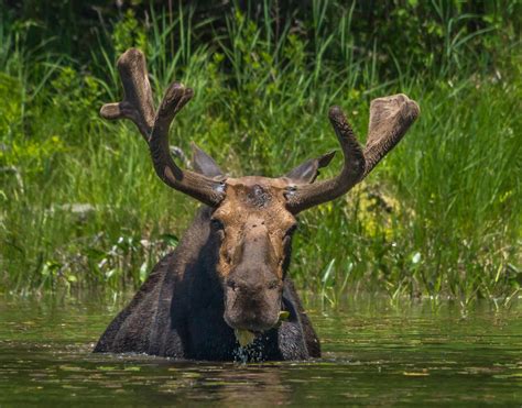 Bull Moose by Buckmaster-Maine Moose | Village.Photos