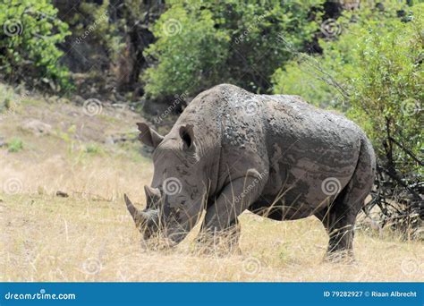 White Rhinoceros Covered In Mud Stock Image Image Of Africa African