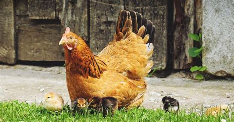 How To Care For A Broody Chicken Chicken Care