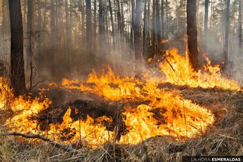 Cómo prevenir incendios forestales Diario La Hora