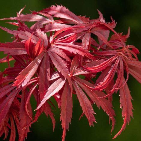 Acero Rosso Giapponese Acer Palmatum Jerre Schwartz Pianta In Vaso Cm