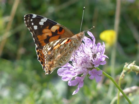 Vanessa Cardui Kelebek Cynthia Pixabay De Cretsiz Foto Raf Pixabay