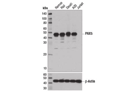 Pax D H X Xp Rabbit Mab Bsa And Azide Free Cell Signaling