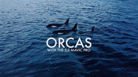 Orcas DJI Mavic Pro YouTube