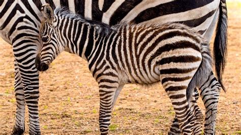 Baby zebra born at Como Zoo | kare11.com