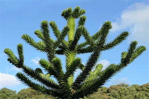 Araucaria araucana, the tree with powerful defenses