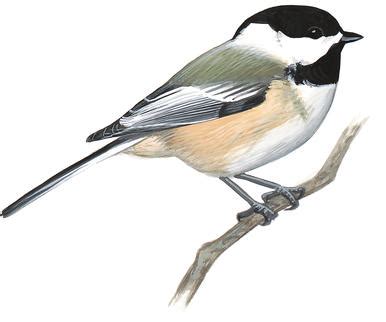 Sibley Black Capped Chickadee Clip Art Library