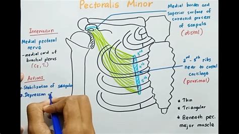 Pectoralis Minor Muscle Origin Insertion Innervation Actions Youtube