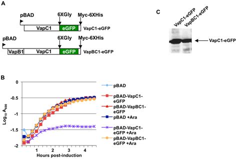 Growth Characteristics Of Vapc1 Egfp Fusions A Diagram Of Vapc1 Or