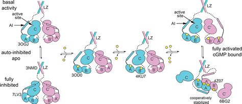 An Auto Inhibited State Of Protein Kinase G And Implications For