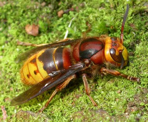 Hornet Queen A Photo On Flickriver