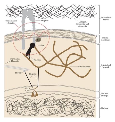 Focal adhesions are protein complexes which connect extracellular ... 