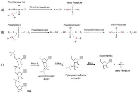 Mécanismes dhydrolyse enzymatique des phosphoesters RNAse