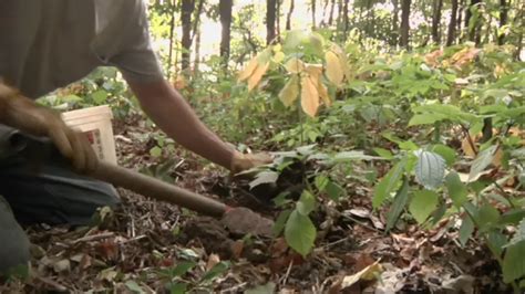 National Forest In Ohio Requiring Permits To Harvest Ginseng Woub