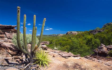 Caatinga Um Dos Biomas Menos Protegidos Do Brasil