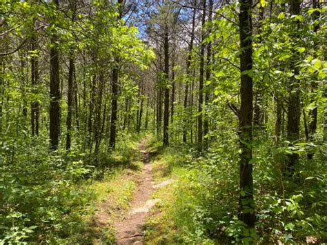 Best 10 Hiking Trails in Cedars of Lebanon State Park | AllTrails