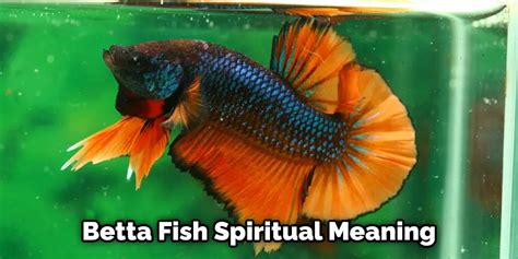 Betta Fish Symbolism Spiritual Meaning And Totem