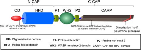 Frontiers Captn Of Actin Dynamics Recent Advances In The Molecular