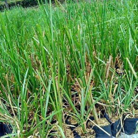 Jual Tanaman Hias Akar Wangi Rumput Vetiver Tanaman Anti Erosi Atau