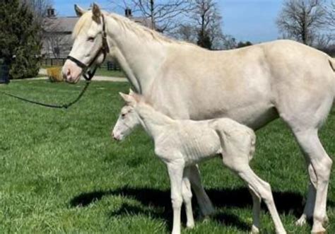 Via Lattea La Cavallina Bianca Che Ha Stupito Il Mondo Diventata Mamma