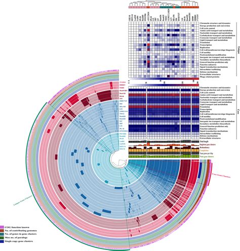 Pangenome Analysis Clustering Of Genomes Based On The Presence Absence