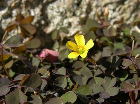 Creeping Wood Sorrel facts and health benefits